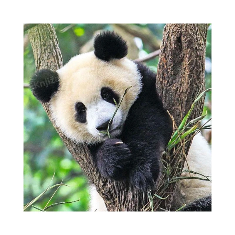 Ravensburger puzzle 3×49 delova Panda, tigar, lav RA05666 – dečja slagalica sa divljim životinjama, edukativne puzzle za razvoj motorike i koncentracije, premium kvalitet