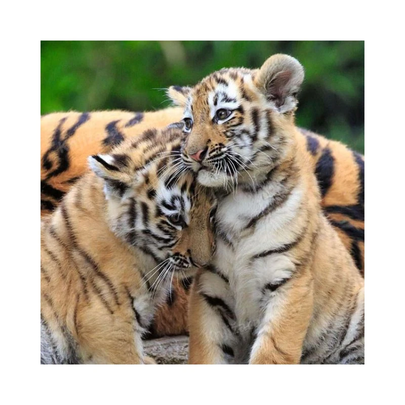 Ravensburger puzzle 3×49 delova Panda, tigar, lav RA05666 – dečja slagalica sa divljim životinjama, edukativne puzzle za razvoj motorike i koncentracije, premium kvalitet