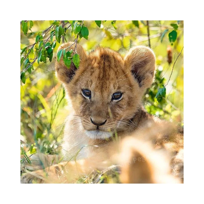 Ravensburger puzzle 3×49 delova Panda, tigar, lav RA05666 – dečja slagalica sa divljim životinjama, edukativne puzzle za razvoj motorike i koncentracije, premium kvalitet