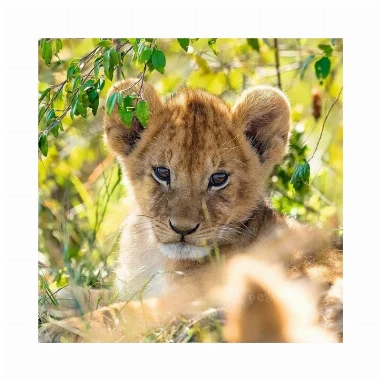 Ravensburger puzzle 3x49 - Panda,tigar,lav RA05666